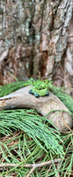 Tiny Turtle Planter